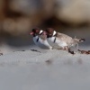 Kulik cernohlavy - Thinornis cucullatus - Hooded Plover o4920